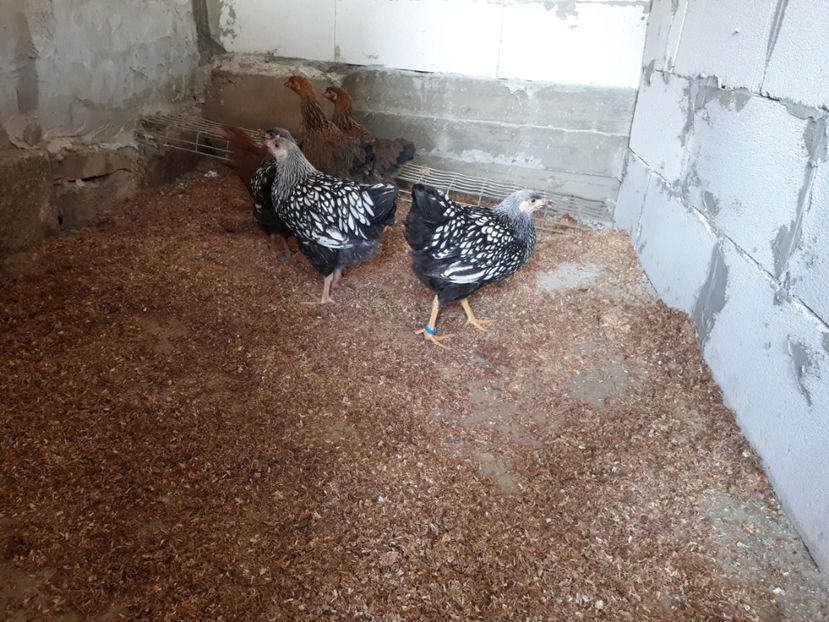  - Wyandotte argintiu