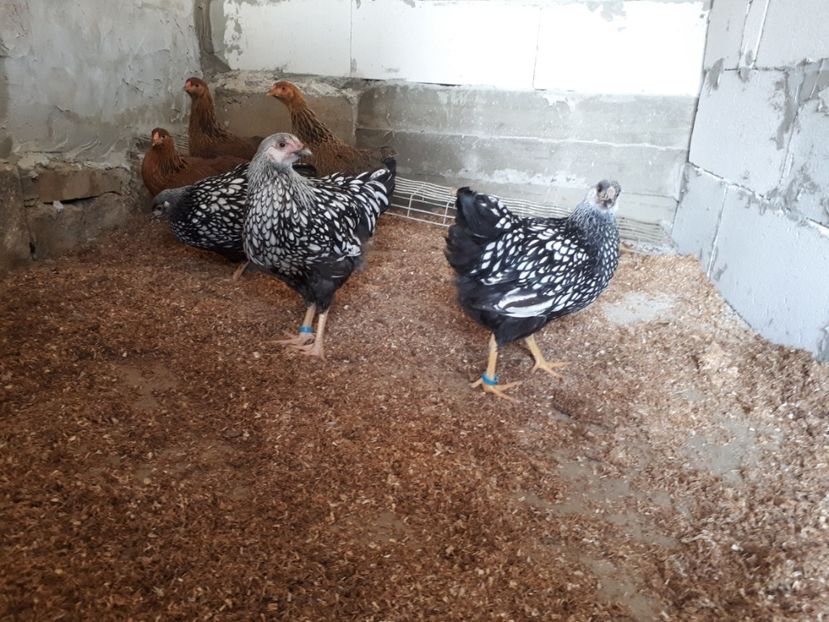  - Wyandotte argintiu