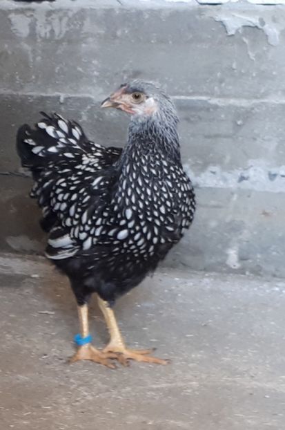  - Wyandotte argintiu