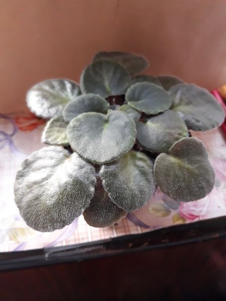 11iun 2o18 - Strawberry Kiss zz