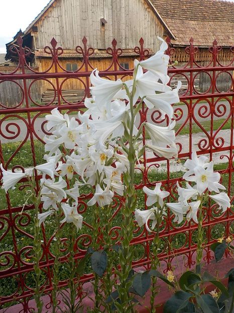  - lilium candidum