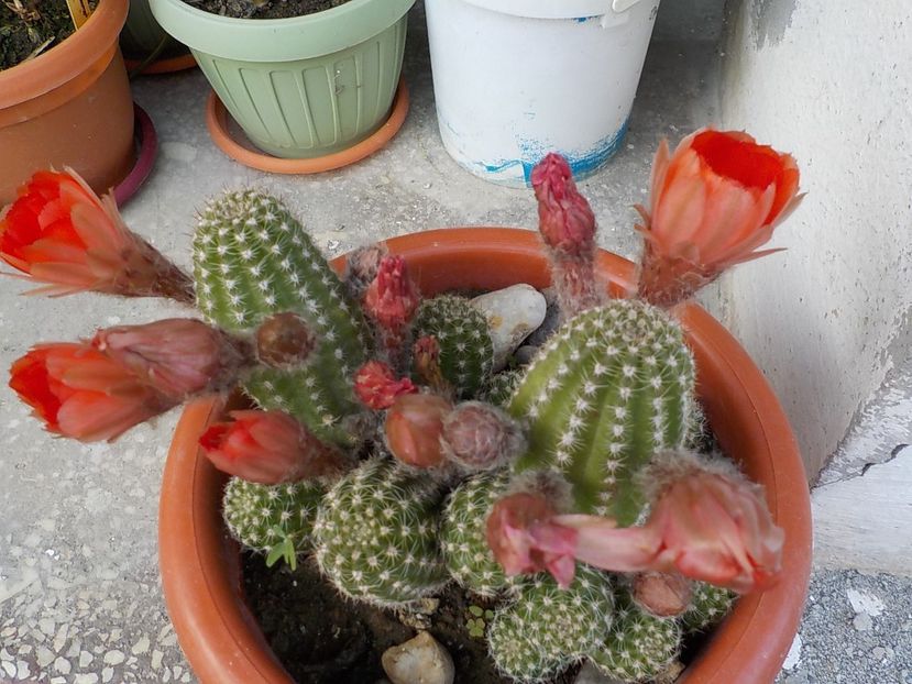  - Genul Rebutia