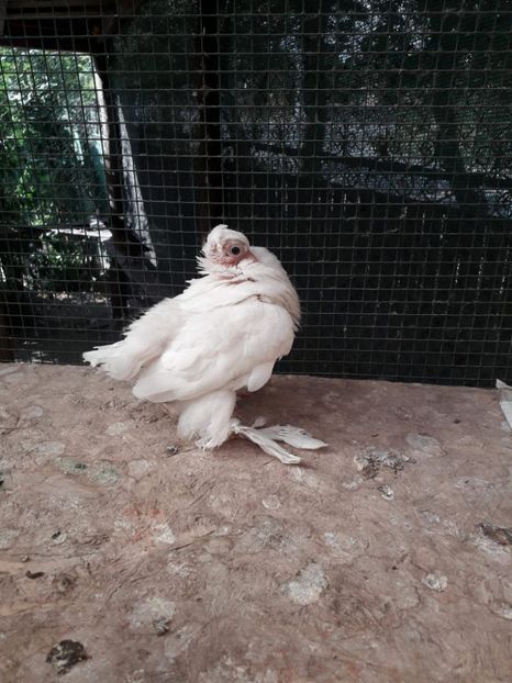 Pui 2018 - Porumbei Ornament