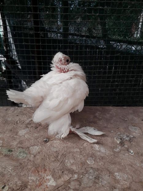 2018 - Porumbei Ornament