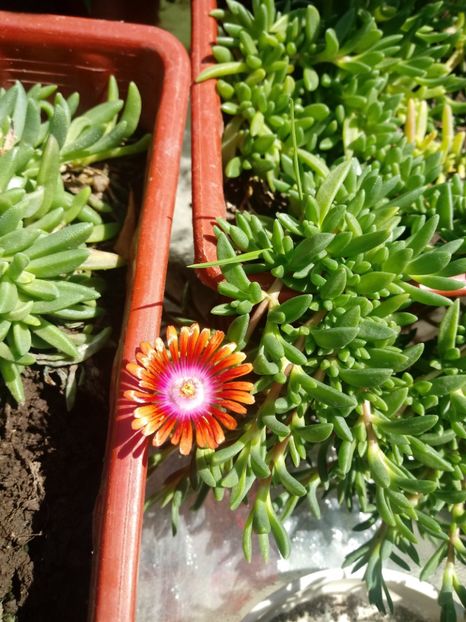 Delosperma - Delosperma-Lampranthus