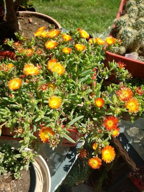 Delosperma - Delosperma-Lampranthus