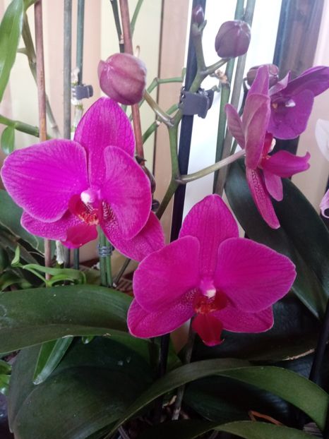  - Orhidee