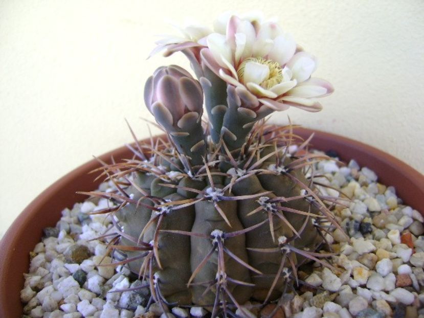 Gymnocalycium ochoterenae v. cinereum - Cactusi 2018 Gymnocalycium