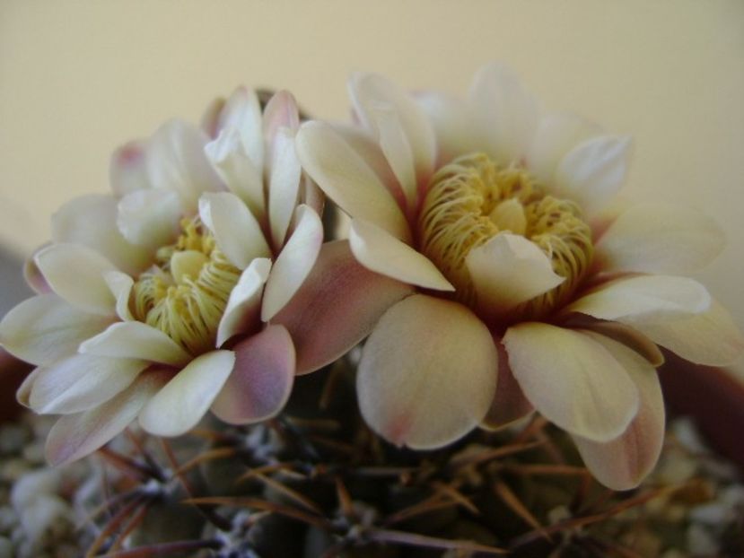 Gymnocalycium ochoterenae v. cinereum - Cactusi 2018 Gymnocalycium