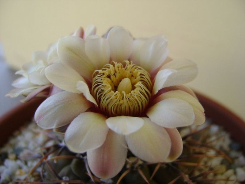 Gymnocalycium ochoterenae v. cinereum - Cactusi 2018 Gymnocalycium