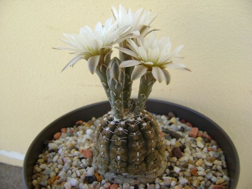 Gymnocacalycium ragonesei - Cactusi 2018 Gymnocalycium