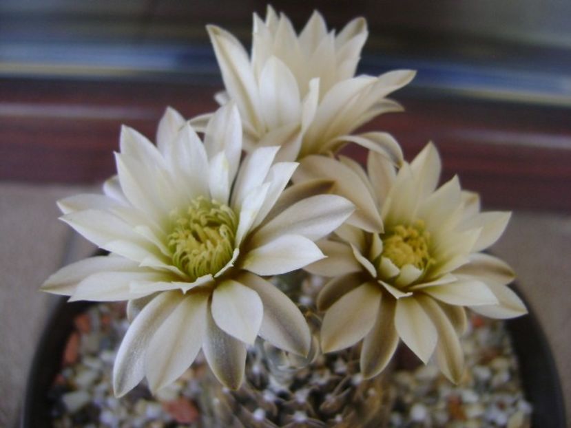 Gymnocacalycium ragonesei - Cactusi 2018 Gymnocalycium