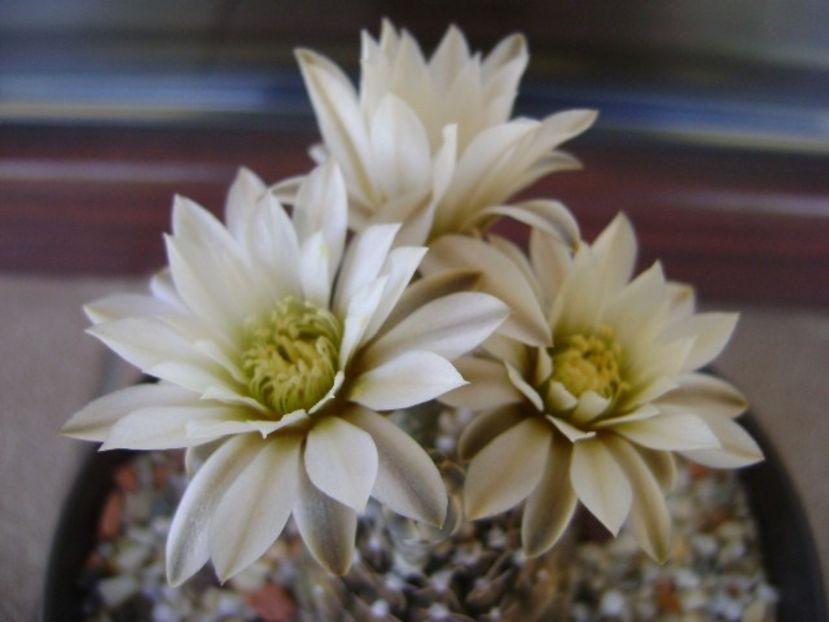 Gymnocacalycium ragonesei - Cactusi 2018 Gymnocalycium