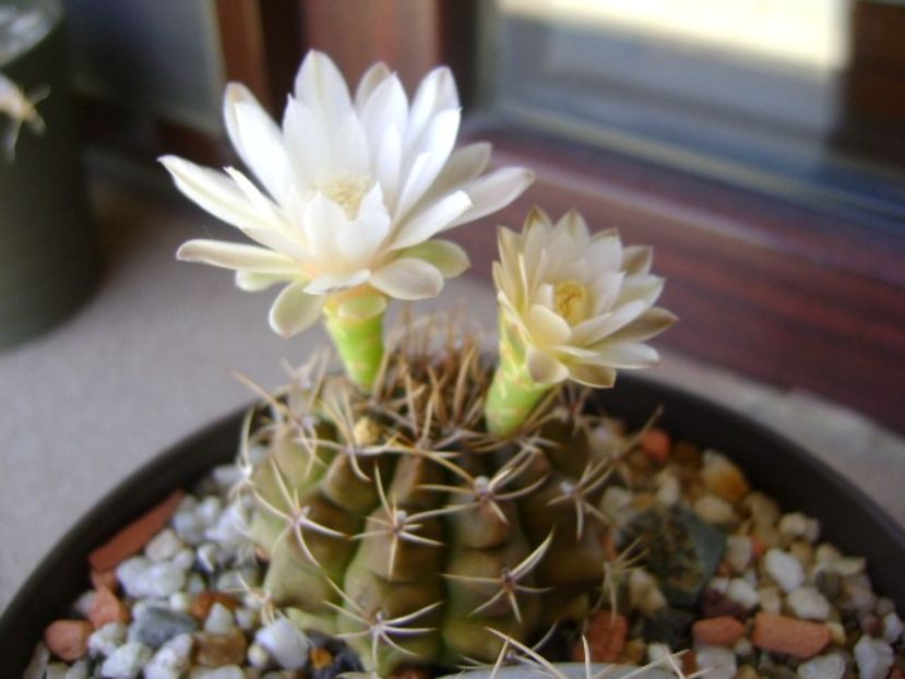 Gymnocalycium damsii v. tucavocense - Cactusi 2018 Gymnocalycium
