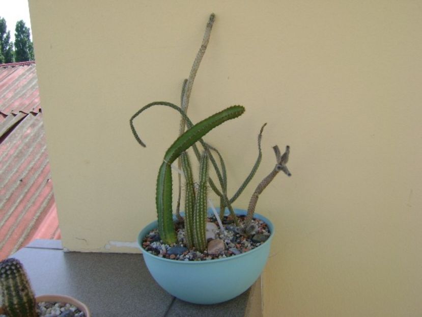 Grup de 6 Wilcoxia - Cactusi 2018 bis