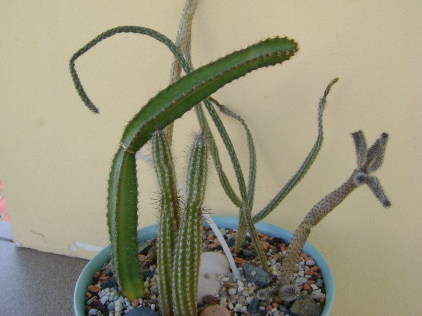 Wilcoxia (Peniocereus) cuixmalensis - Cactusi 2018 bis
