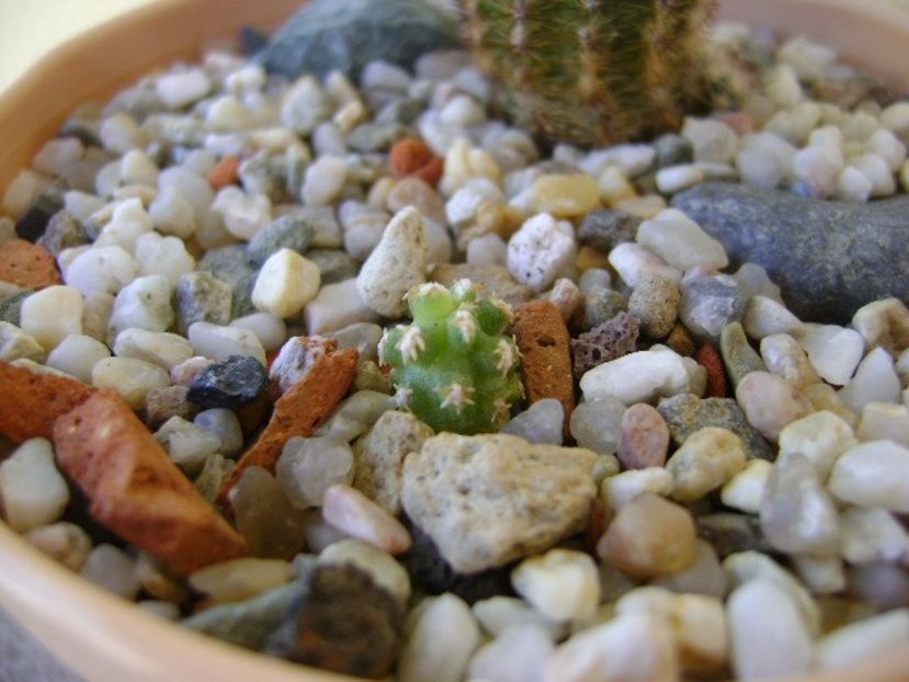 Pygmaerocereus bieblii - Cactusi 2018 bis