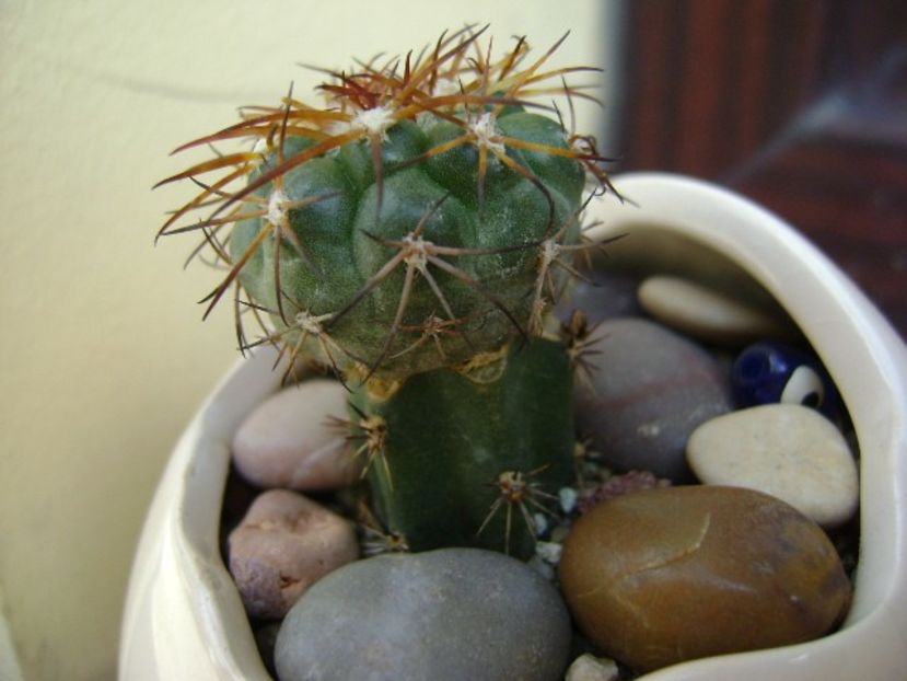 Discocactus pugionacanthus (altoit) - Cactusi 2018 bis
