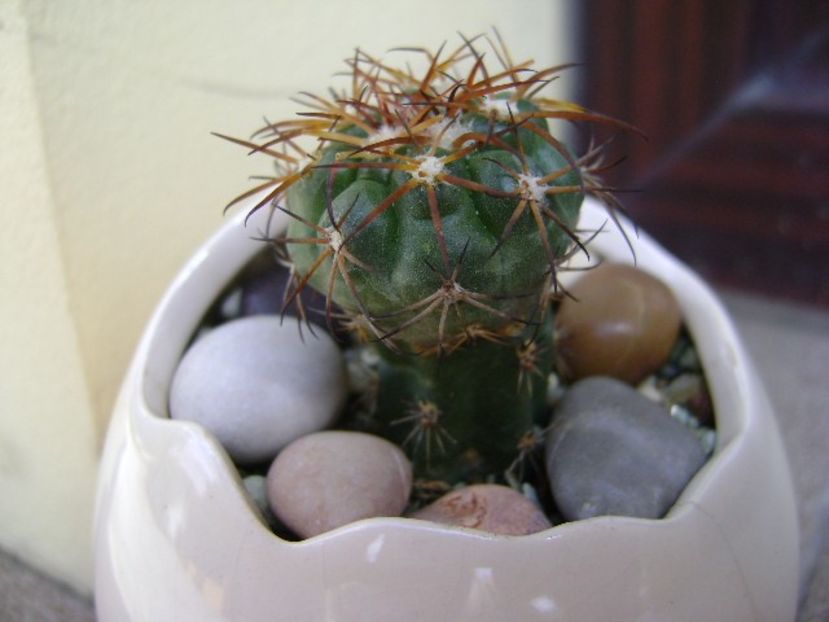 Discocactus pugionacanthus (altoit) - Cactusi 2018 bis