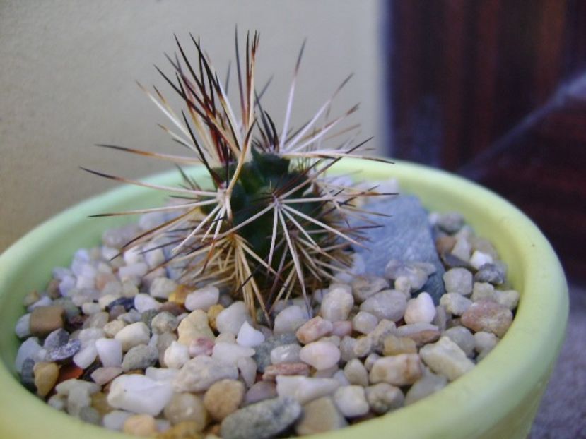 Echinocereus viridiflorus v. davisii - Cactusi 2018 bis