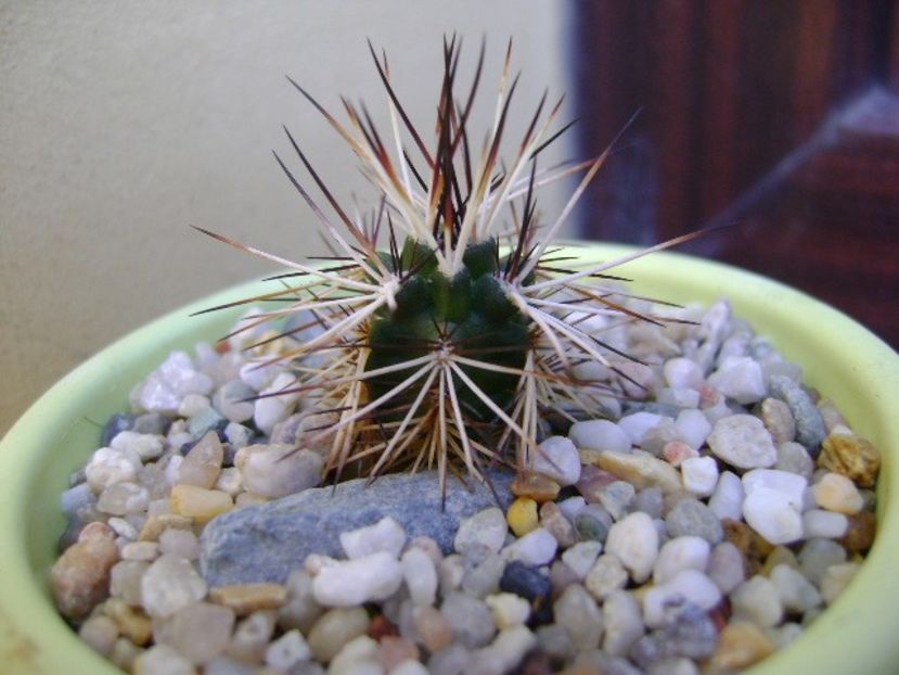 Echinocereus viridiflorus v. davisii - Cactusi 2018 bis