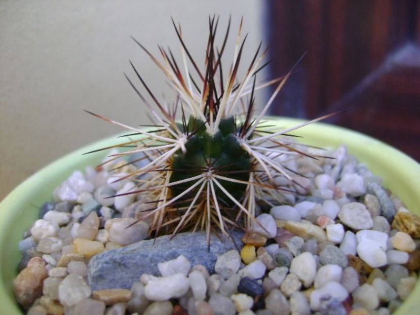 Echinocereus viridiflorus v. davisii - Cactusi 2018 bis