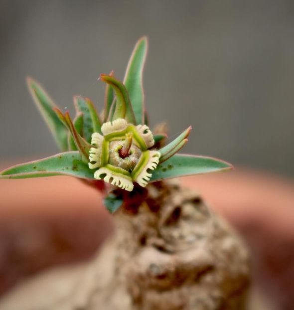 Euphorbia trichadenia - achizitionata - Whish list pentru viata urmatoare1