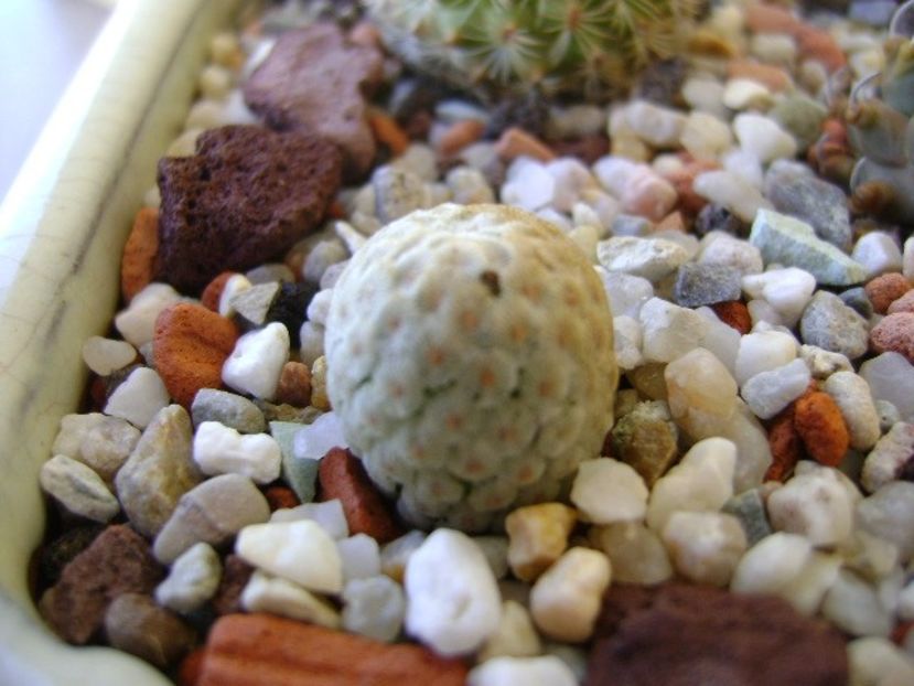 Turbinicarpus valdezianus v. albiflorus - Cactusi 2018 bis bis