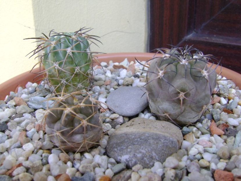 Grup de 3 Acanthocalycium (Echinopsis) - Cactusi 2018 bis bis