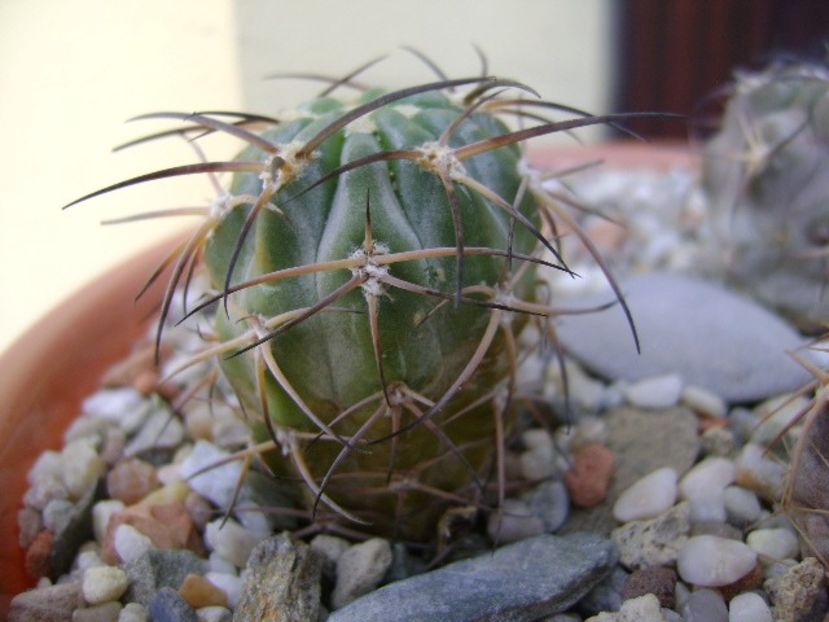 Acanthocalycium (Echinopsis) munitum - Cactusi 2018 bis bis