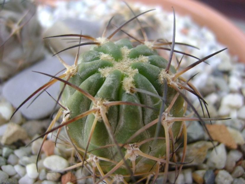 Acanthocalycium (Echinopsis) munitum - Cactusi 2018 bis bis