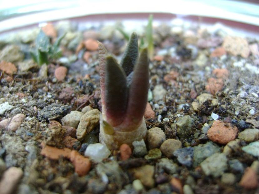 Ariocarpus scaphirostris (scapharostrus) - Cactusi 2018 bis bis