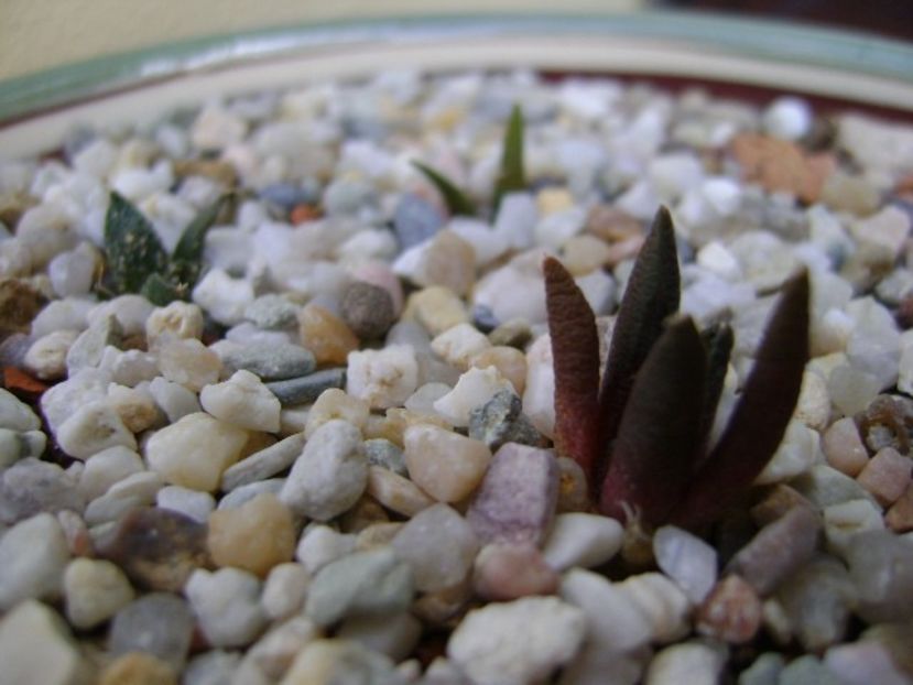 Ariocarpus scaphirostris (scapharostrus) - Cactusi 2018 bis bis