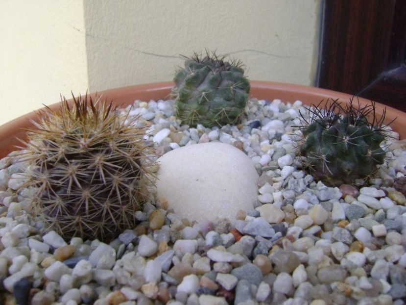Grup de 3 Neoporteria - Cactusi 2018 bis bis