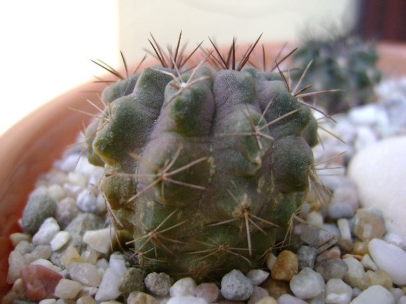 Eriosyce (Neoporteria) crispa v. huascensis - Cactusi 2018 bis bis
