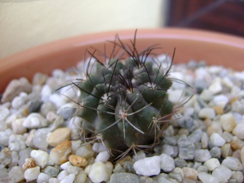 Eriosyce (Neoporteria) taltalensis ssp. paucicostata - Cactusi 2018 bis bis