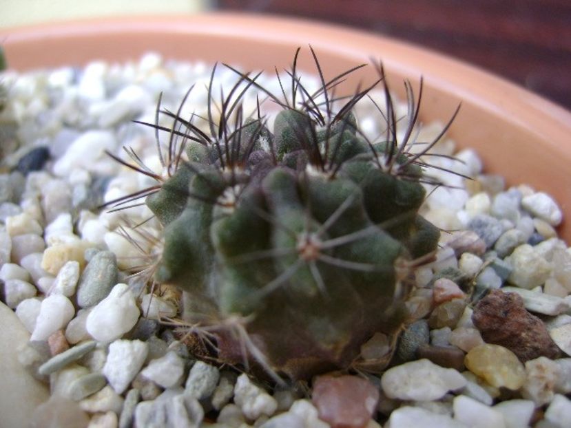 Eriosyce (Neoporteria) taltalensis ssp. paucicostata - Cactusi 2018 bis bis