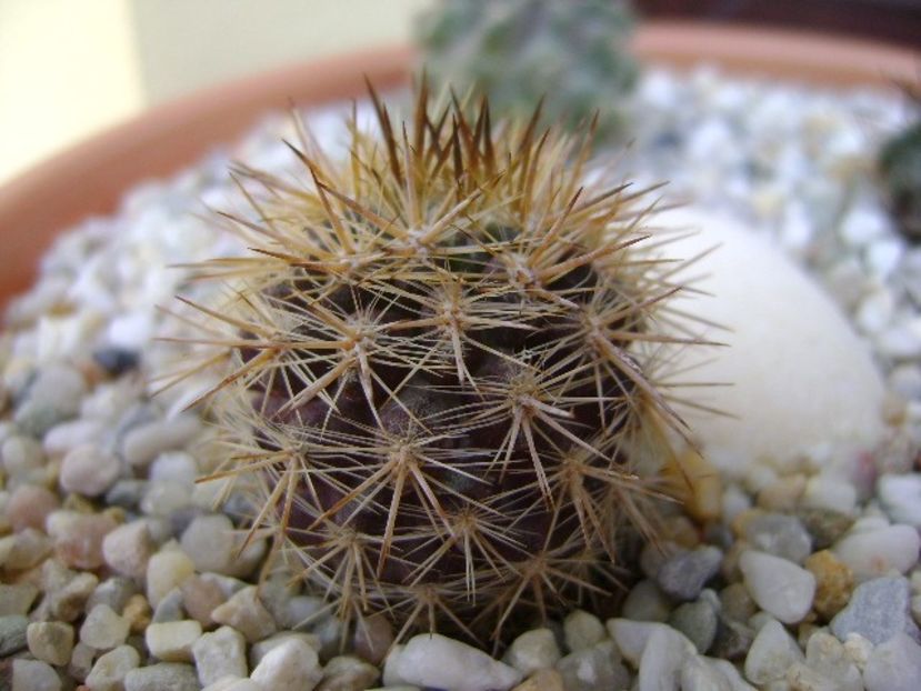 Eriosyce (Neoporteria) subgibbosa - Cactusi 2018 bis bis