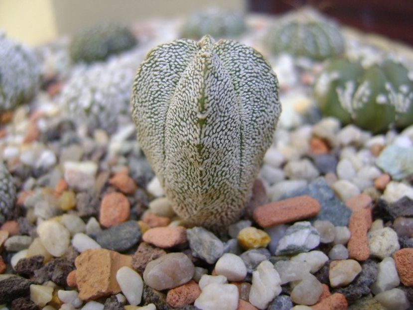 Astrophytum myriostigma cv. Onzuka - Cactusi 2018 bis bis
