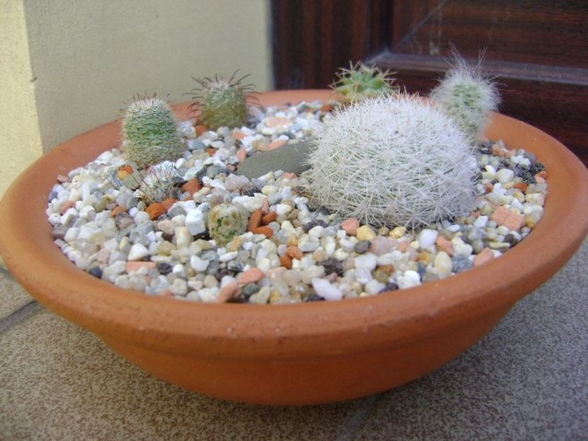Grup de 7 Mammillaria - Cactusi 2018 bis bis