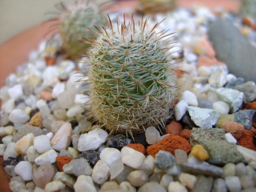Mammillaria perbella v. lanata, San Pablo, Queretaro, Mx - Cactusi 2018 bis bis