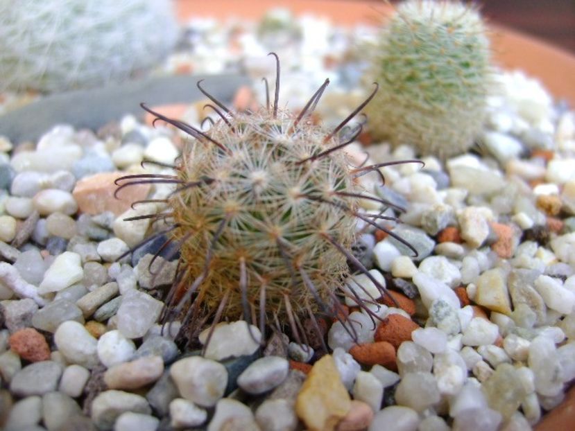 Mammillaria stella-de-tacubaya - Cactusi 2018 bis bis