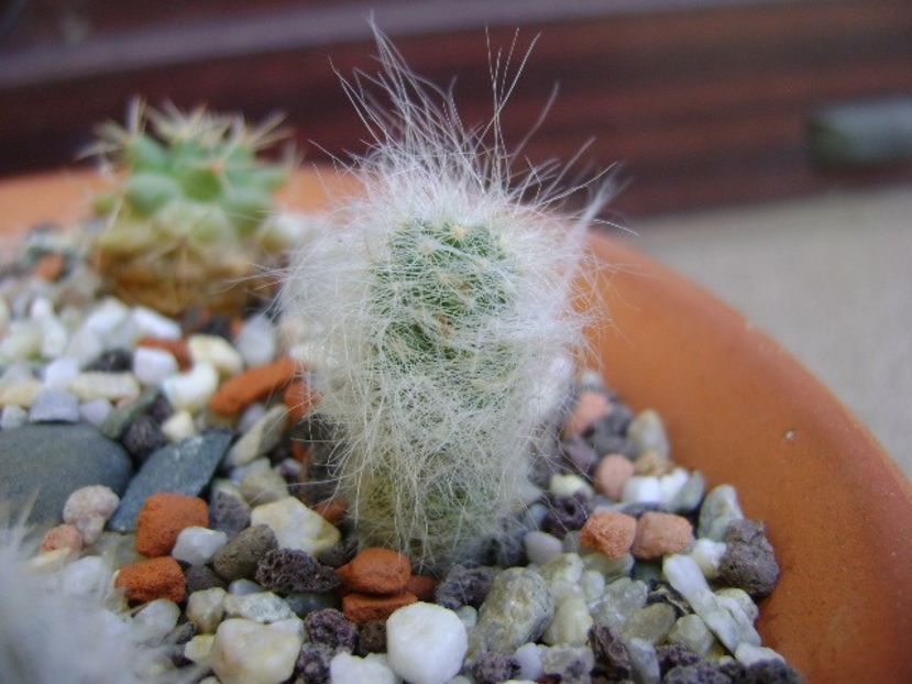 Mammillaria ascensionis v. nominis-dulcis (Mammillaria glassii v. ascensionis) - Cactusi 2018 bis bis