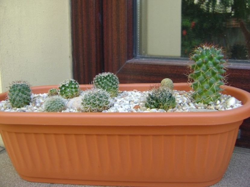 Grup de 8 Mammillaria - Cactusi 2018 bis bis