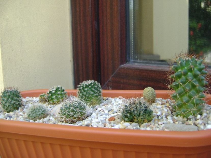 Grup de 8 Mammillaria - Cactusi 2018 bis bis