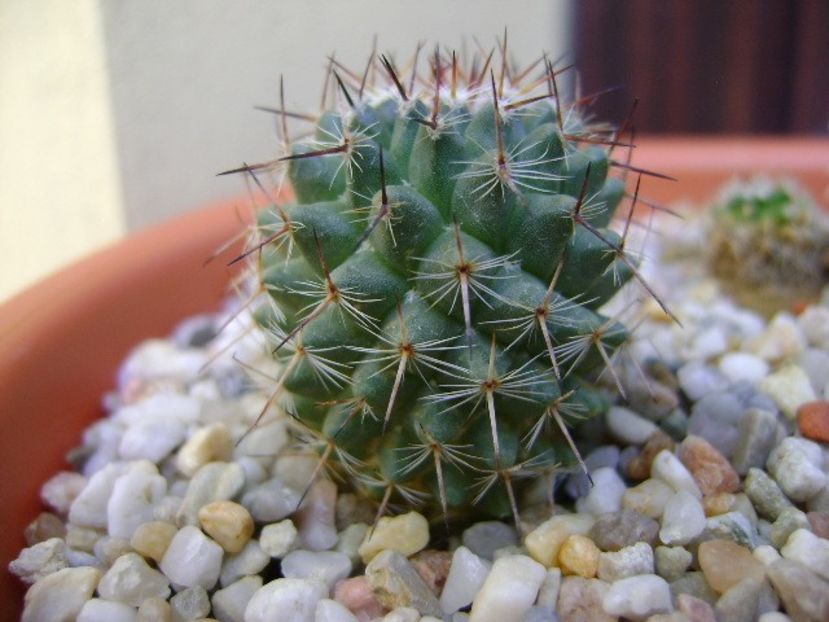 Mammillaria rhodantha - Cactusi 2018 bis bis