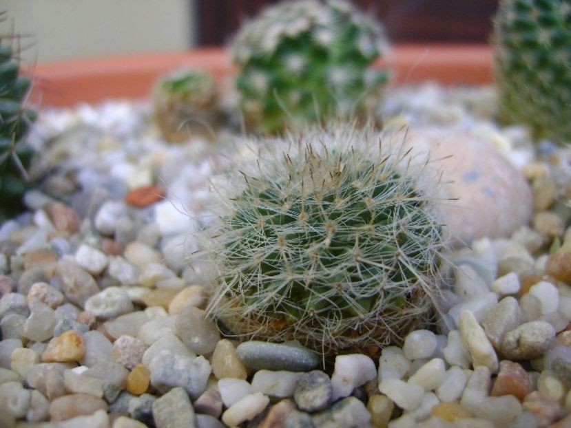 Mammillaria hahniana, Queretaro, Mx. - Cactusi 2018 bis bis