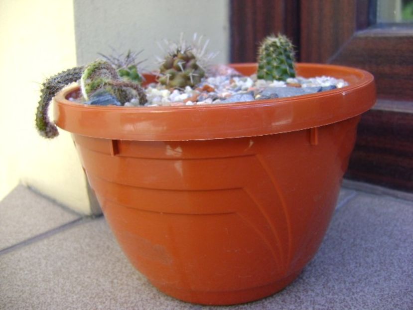 Grup de 5 cactusi - Cactusi 2018 bis bis