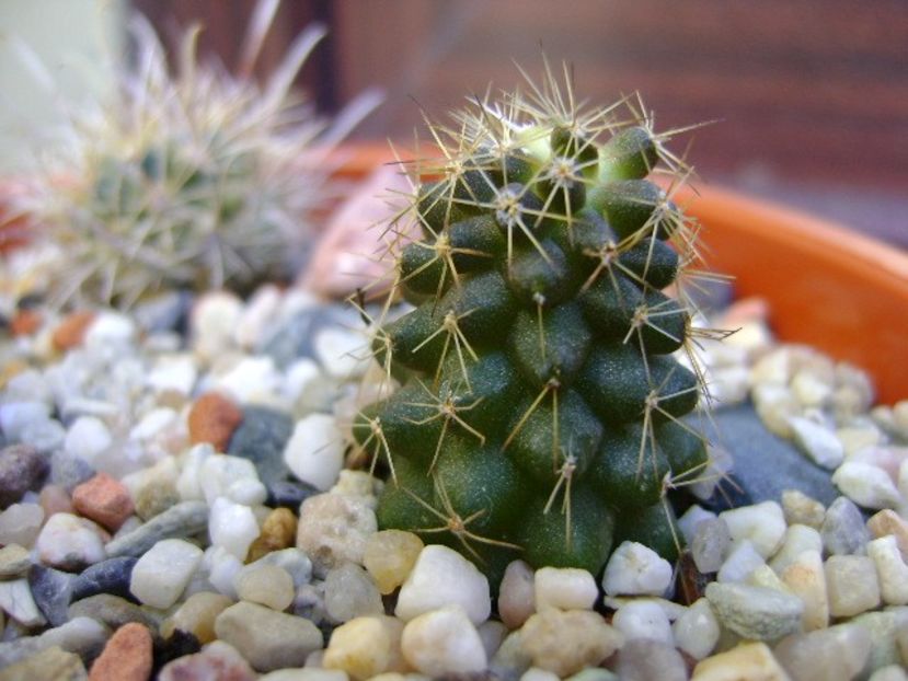 Copiapoa minima, Totoral Bajo, CH. - Cactusi 2018 bis bis