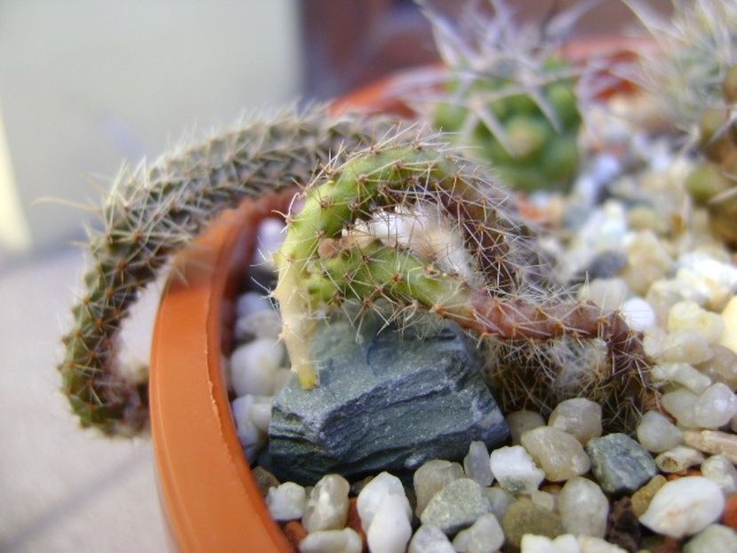 Austrocactus coxii, Malleo, Neuquen, AR - Cactusi 2018 bis bis
